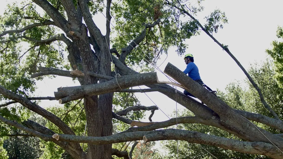 Professional Hazardous Tree Removal performed by certified arborists in Texola