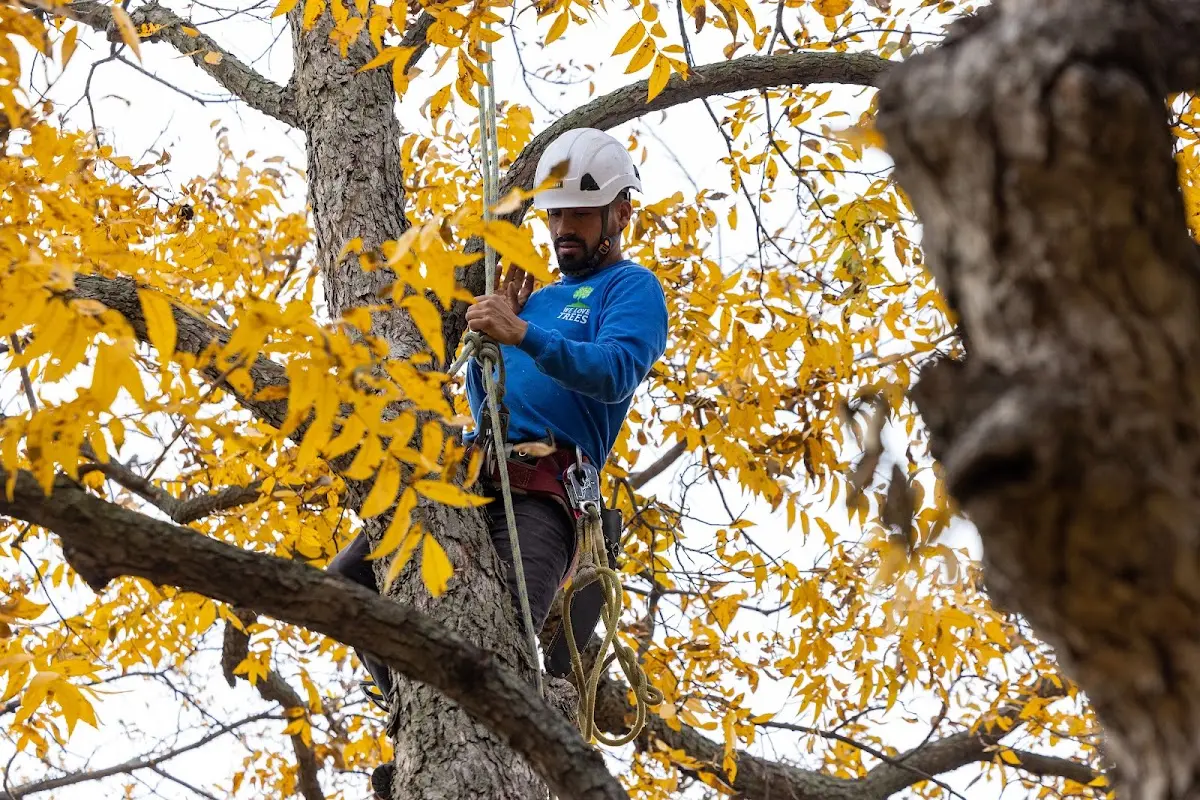 Skilled Tree Pruning crew working in Texola
