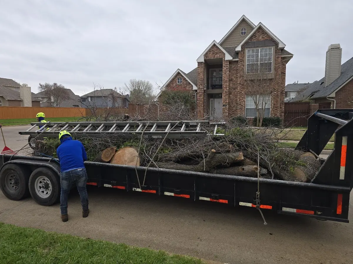 Expert Tree Removal with proper safety equipment in Texola